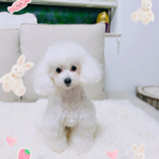 coco