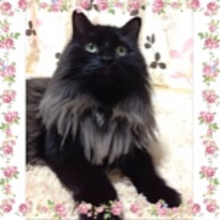 koko