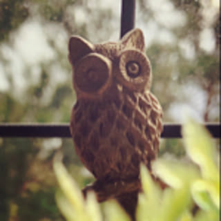 hoot.