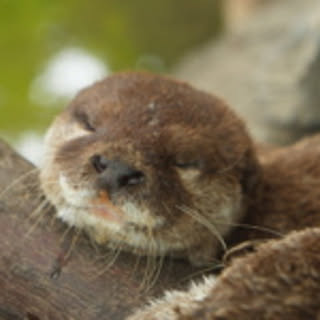 chomochoko