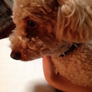 Tommy