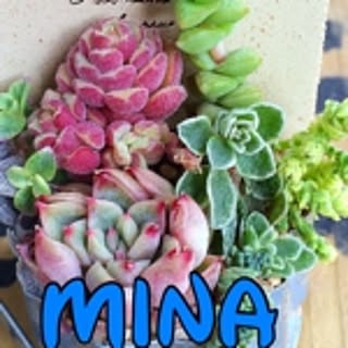 mina33r
