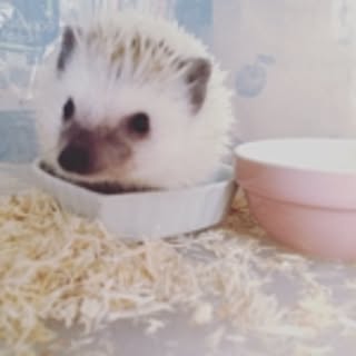 meei_mg