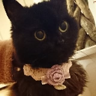 mel
