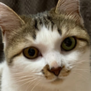 odeko