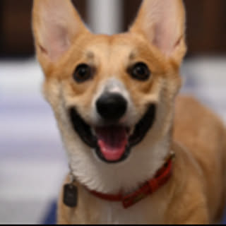 Shiro