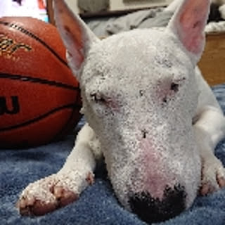 wag
