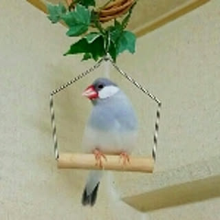 koma