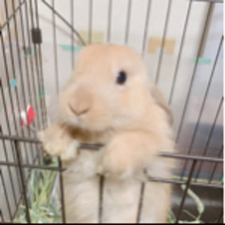 kumi