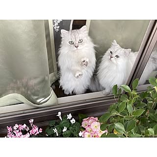miravivian