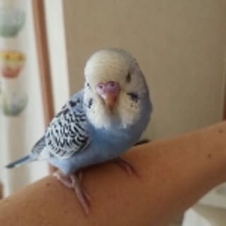 chizurin