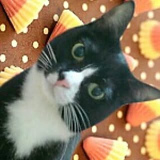 nyannanda