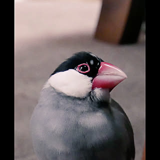 hachigatsu