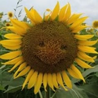 m___n