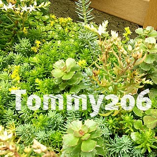 Tommy206