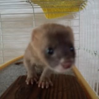 hemama