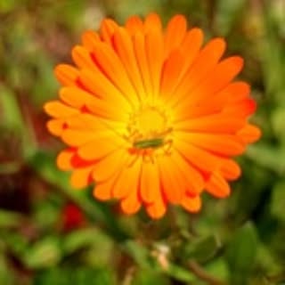 minamo