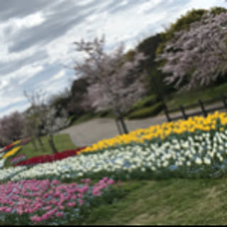 Miyasan