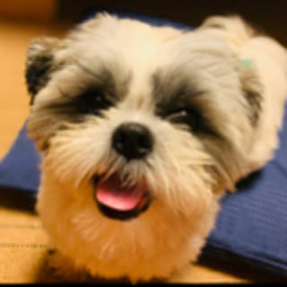 annchan