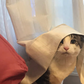 sakko
