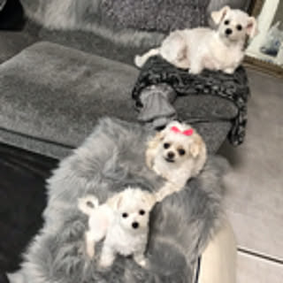 nonchiki