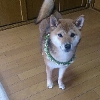 nikoro
