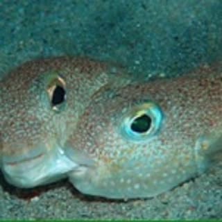 hito