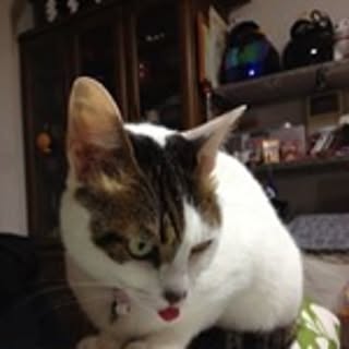 nyaokosh