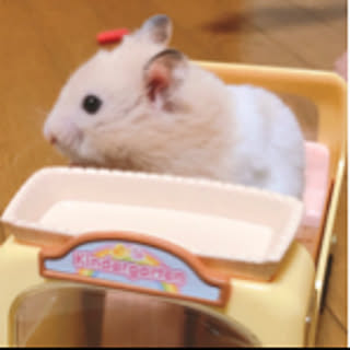 kirarinbo
