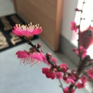 hamu