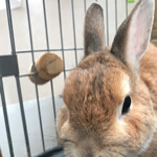 Aiko