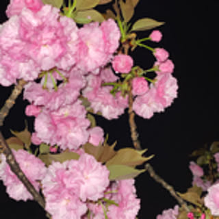 Yoriko_Wakamiya