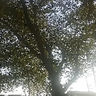 happyleaf0528