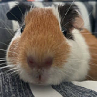 Moru
