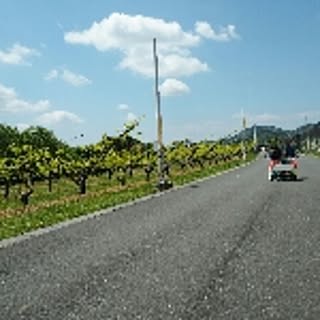 maumau