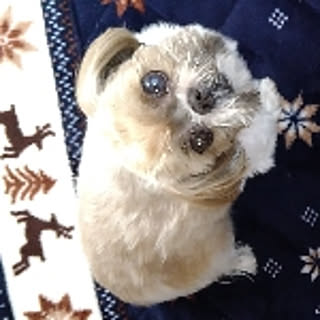 Cocosuke