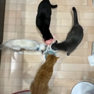 neko