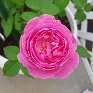 ellina