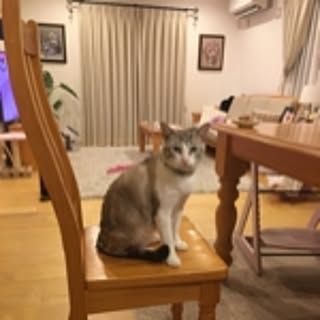 kuuchan