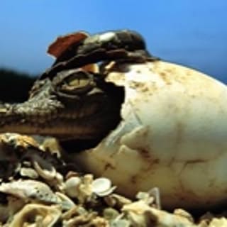 cocodrilo