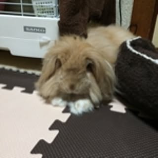 mayumin