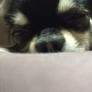 chico