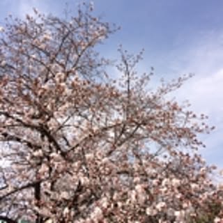 mimun