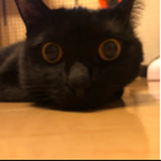 mau