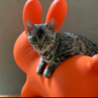 mamekina