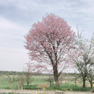 Saori