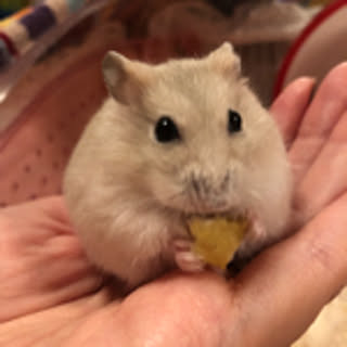 kinako.