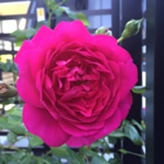 Bluerose