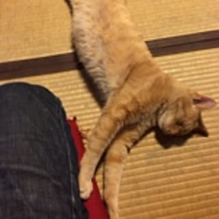 KituNeko
