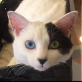 KOMO